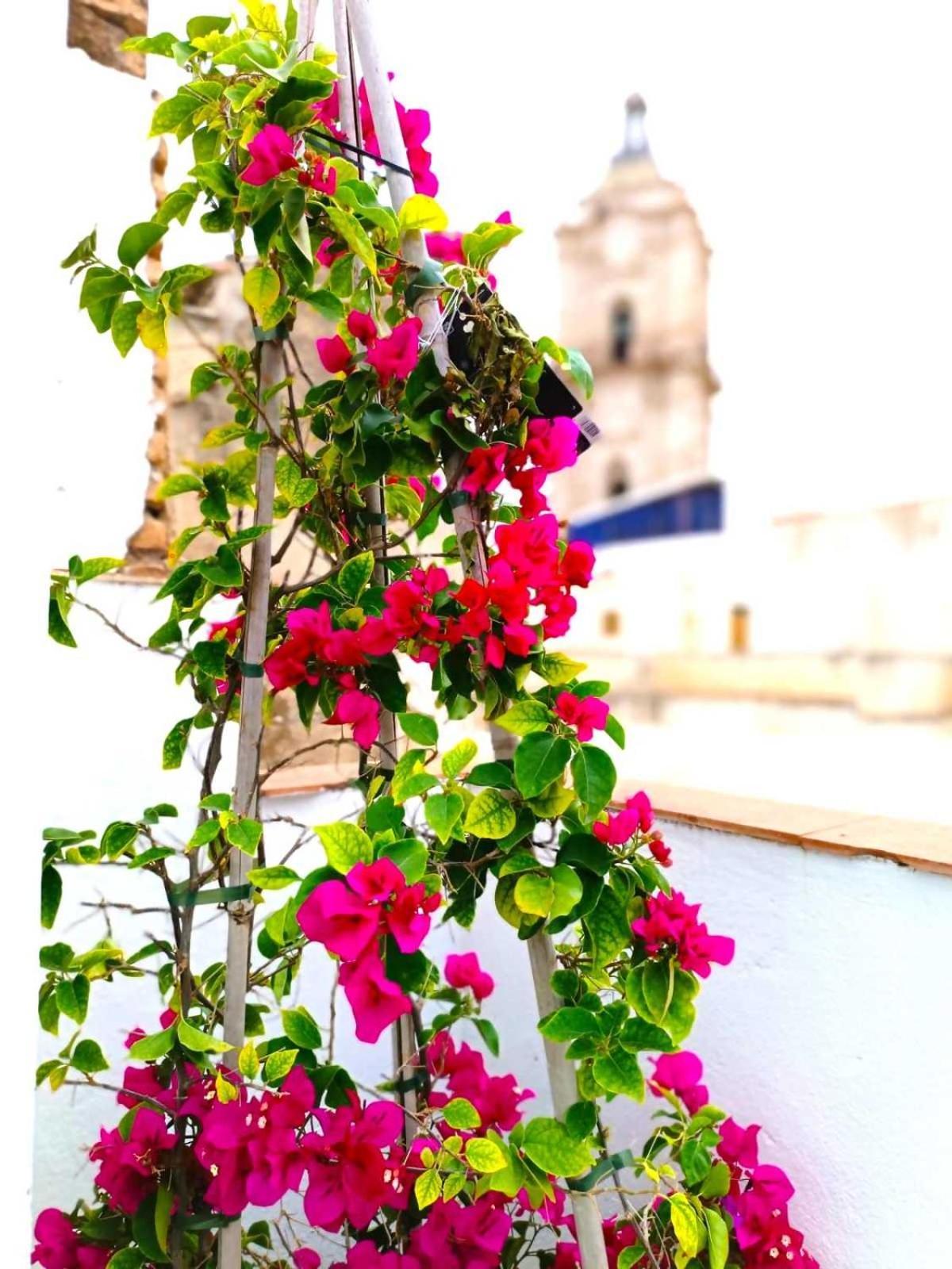 Apartamentos Larios マラガ エクステリア 写真